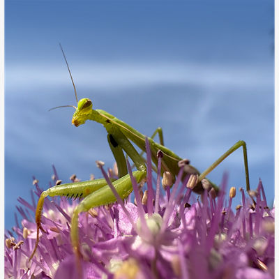 4523-Apple-iPhone-16-Plus-Certified-Pre-Owned-4.jpg Apple iPhone 16 Plus (Certified Pre-Owned)